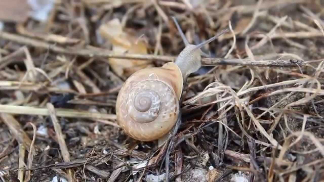 Assyriella bellardii - cyprus  endemic