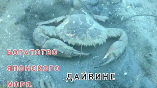 Богатства японского моря.  Дайвинг Владивосток. Дайвинг в приморье. Подводный мир дайвинг.