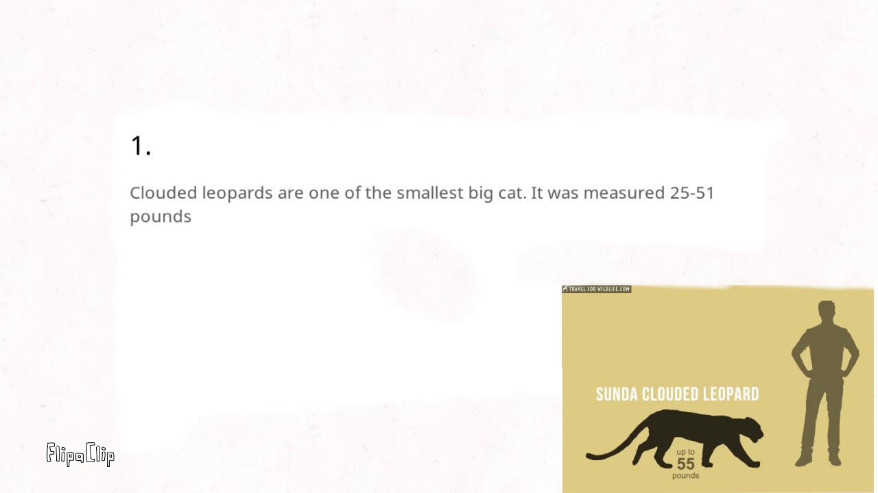 Top 10 interesting facts about clouded leopards ( my entry to animal