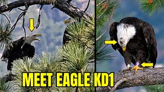 MEET EAGLE KD1 | SHADOW REACTS TO BIG BEAR’S LATEST VISITOR | FOBBVCAM 08.07.2026