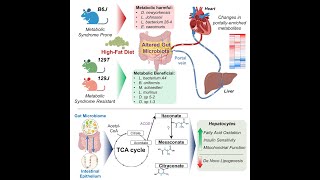 Portal vein metabolites are intermediate regulators of the gut microbiome in insulin resistance.