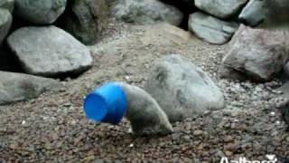 The Polar Bear Baby Blue Hat Show