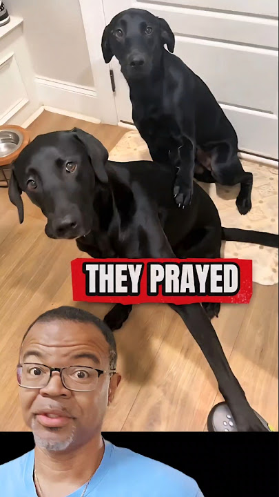 Anjing BERDOA Sebelum Makan? 😳🙏 Wajib Lihat Ini! #shorts #anjing #berdoa #doa #anjing