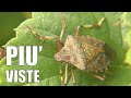 Che fine hanno fatto le CIMICI ASIATICHE?