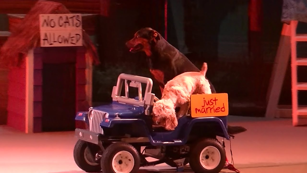 Pets Ahoy (Full Show/Full HD) January 16, 2015 SeaWorld Orlando