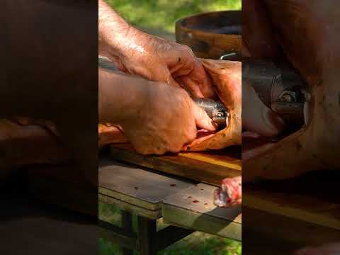 Lamb on a