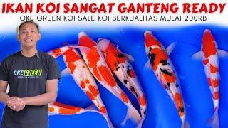 Koi Ini Harus Kamu Beli❗