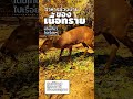 เดินเที่ยวเชียงใหม่ เนื้อทรายที่ศูนย์ศึกษาสัตว์ป่าฯ hog deer at wildlife center #shorts #chiangmai