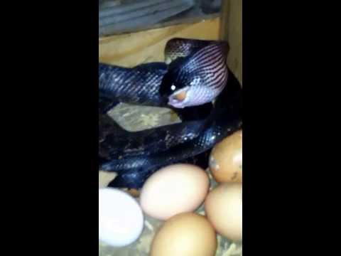 Chicken snake eating eggs