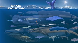 Whale Evolution | Whale Size Comparison: Living and Extinct | Prehistoric Whales