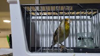 Mixto Jilguero 6 Mes..2023