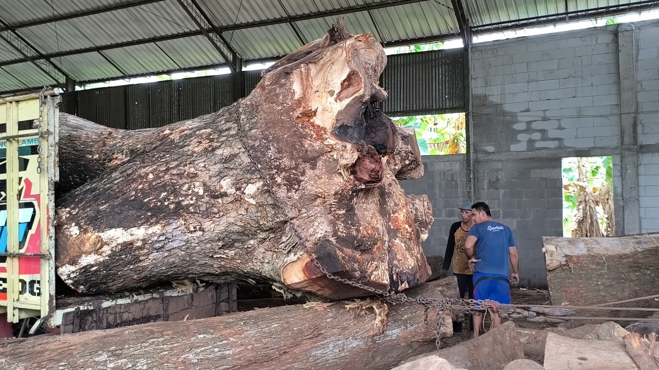 Turning large logs of trembesi wood into wood that can be used in ...