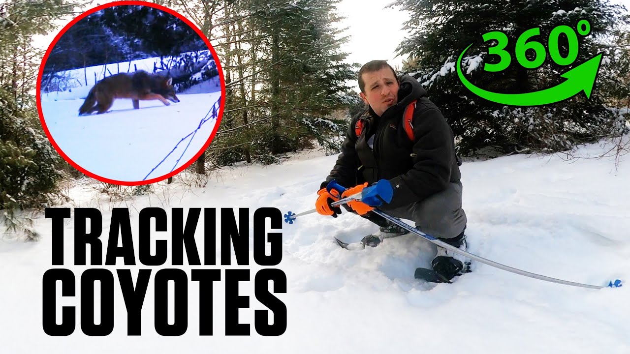 Touring My Vermont Farm's Wilderness | 360 VR