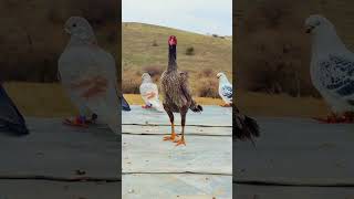 Tutsak İspir Bağdadı