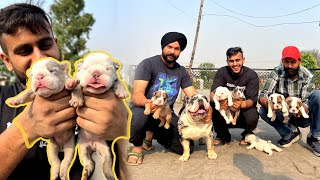 Most Exotic British Bulldog Puppies in Punjab,India