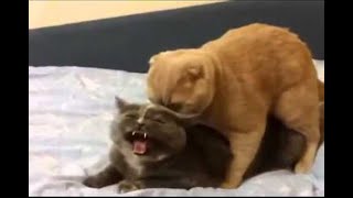 CATS MATING NEW VIDEO 2021 [HD] by LETS ANIMALS 5,823 views 2 years ago 3 minutes, 13 seconds