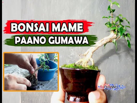 Video: Paano Bumuo Ng Isang Bonsai