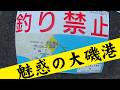 魅惑の大磯港で巨シロギス!? 【自家栽培の芽タデを添えたシロギスお刺身】