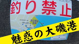 魅惑の大磯港で巨シロギス!? 【自家栽培の芽タデを添えたシロギスお刺身】