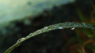 Lakeside Dew Drops screenshot 3