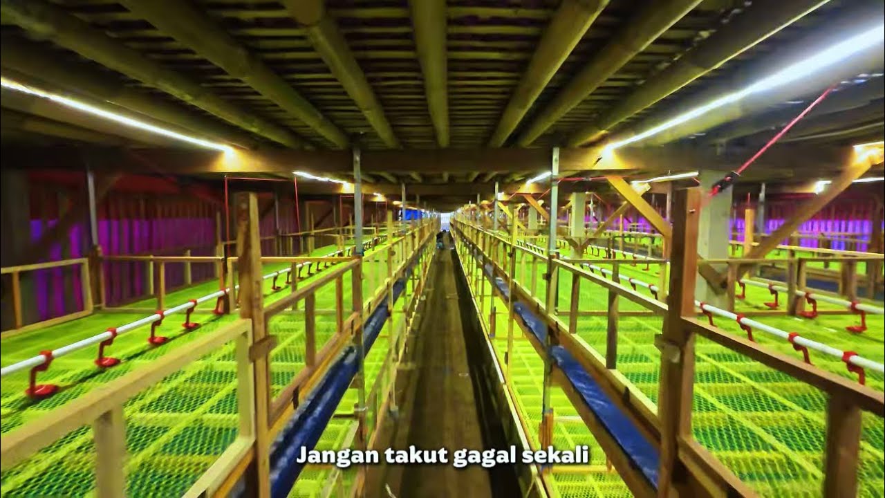 KANDANG RAK KOLONI NGLEGOK BLITAR || BANGUN DARI NOL