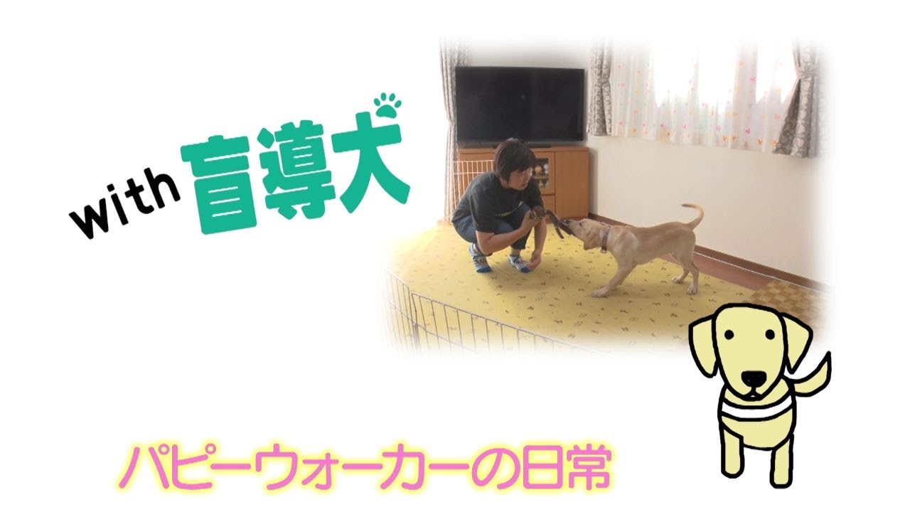 Guide Dog Training] Daily Life as a Puppy Walker - YouTube