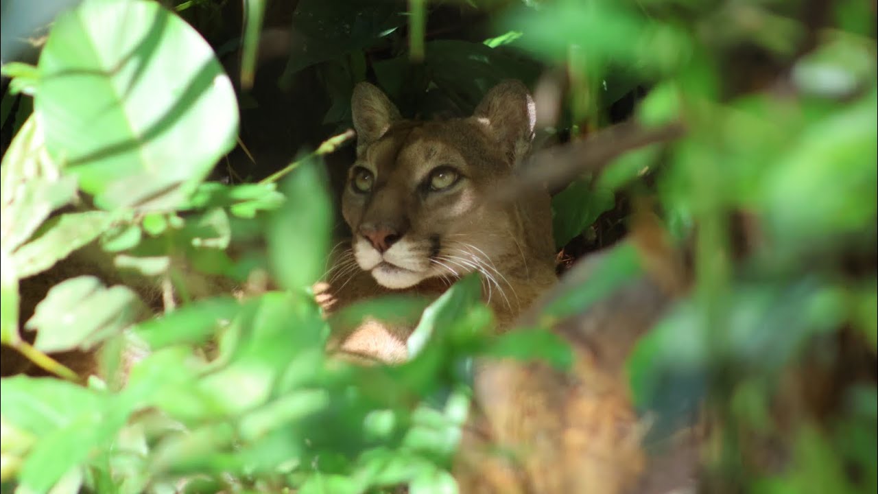 Wild Belize --- Rich Biodiversity -- Birds and Animals of Belize Jungles -- Central America