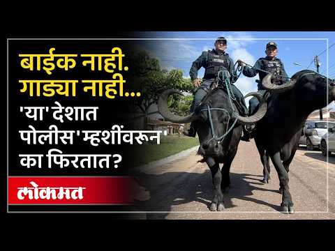 'या' देशात पोलीस म्हशींवरून का फिरतात? | Marajo Island Police | Brazil Buffalo Police Viral Video