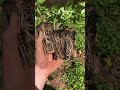 Using native plant plugs is an affordable way to garden!
