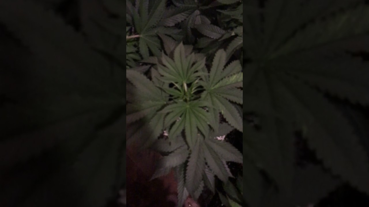 Fim your marijuana plant