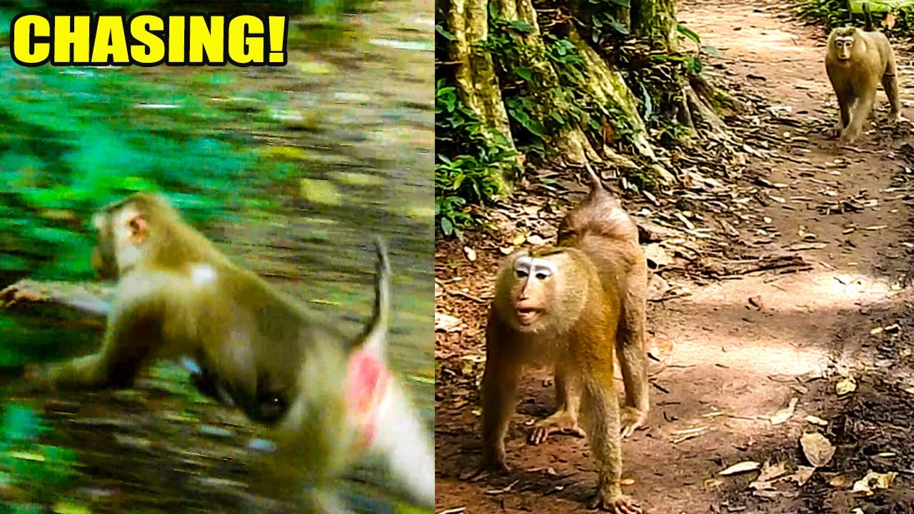 BREAKING NEWS! ROSEE AND BONITA CAME TO AT-TACKED LIBBY AGAIN BUT LIBBY RAN SO FAST TO THE JUNGLE.