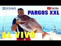 Pargos XXL, Documental sobre la pesca del pargo en Huelva, que no te dejará indiferente.