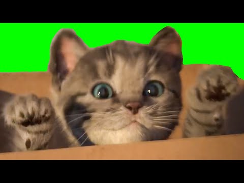 little-kitten-&-friends---learn-with-the-cutest-cat!-(fox-and-sheep)-part-36---best-app-for-kids