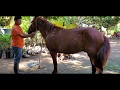 Probando Montar Unos Caballos Que Nos Dieron A Cuidar