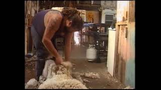 Shearing the flock at Te uku farm 2000