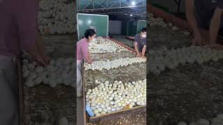 How 10,000 Duck Eggs Hatch at the Same Exact Moment! 🦆 #how #satisfying #youtubeshorts