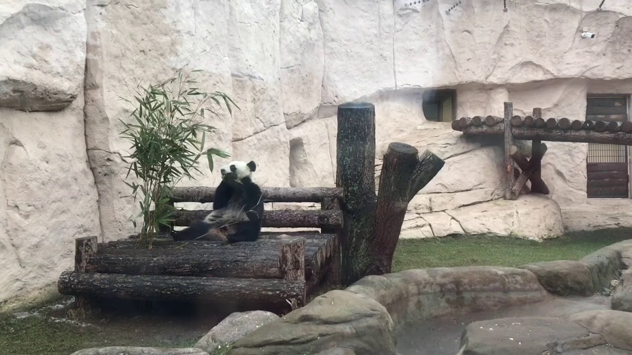 Фауна китая московский зоопарк