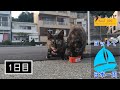 【リアルRPG 海賊編２３】保戸島で自給自足1日目！ サビキのリベンジ【大分県(保戸島)】