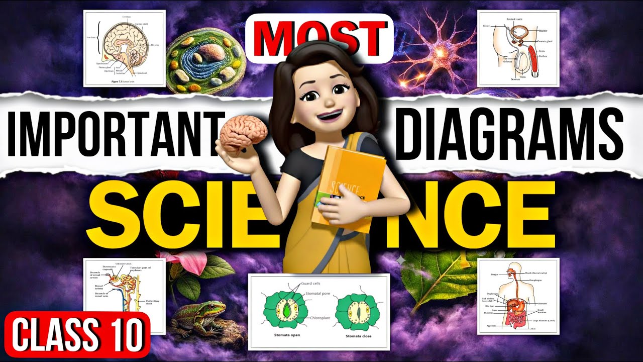 Science Important Diagrams Class 10 | Animated | All Biology Diagrams Class 10 