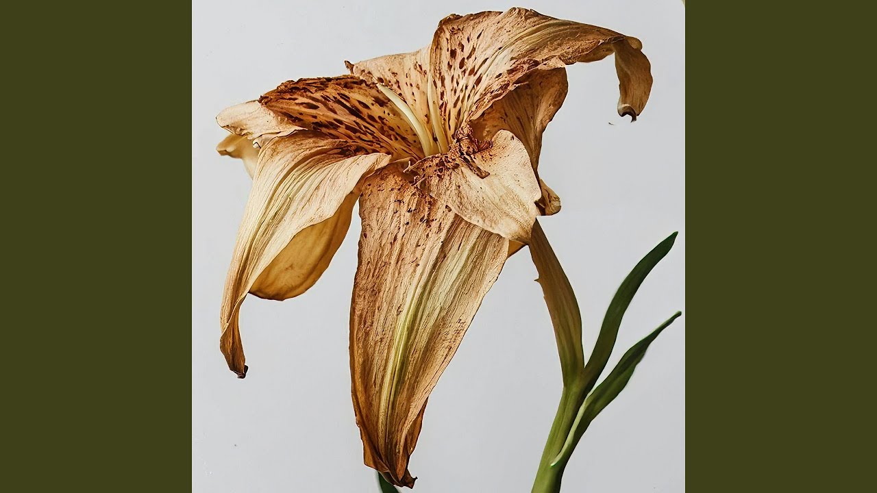 Du Dør Hvis Du Græder - Main Theme Credits