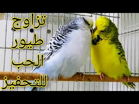 تحفيز طيور الحب على التزاوج اصوات تزاوج طائر البادجي صوت طيور البادجي تغريد طيور الحب 