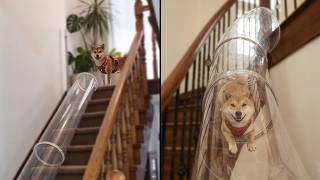 This Dog Is Obsessed With His Indoor Slide