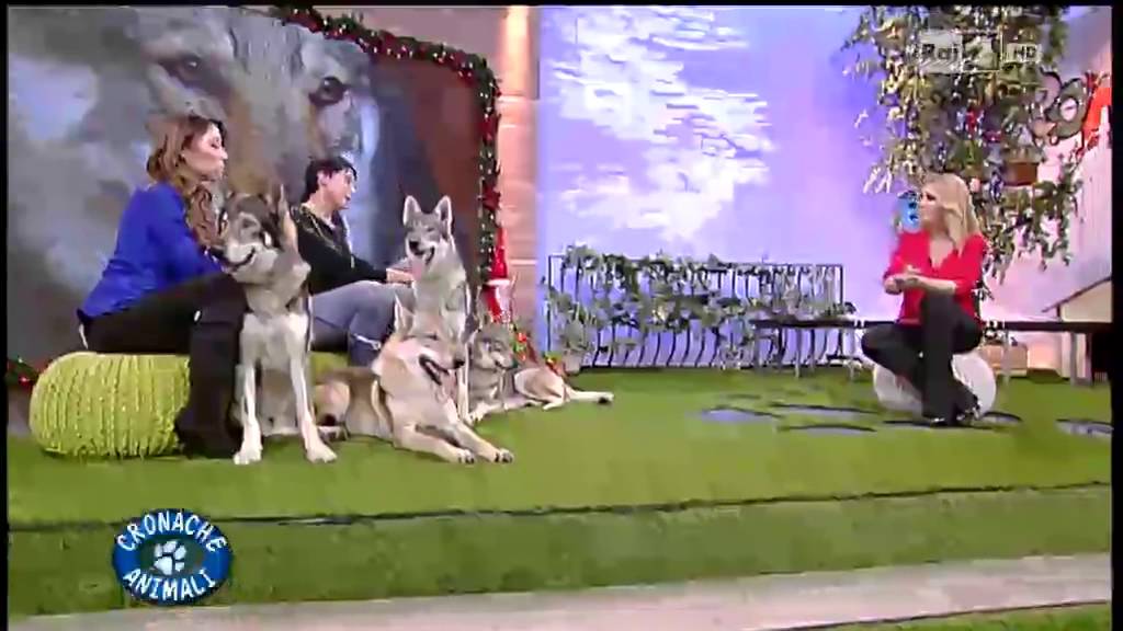 cane lupo cecoslovacco allevamento l'aurora del lupo