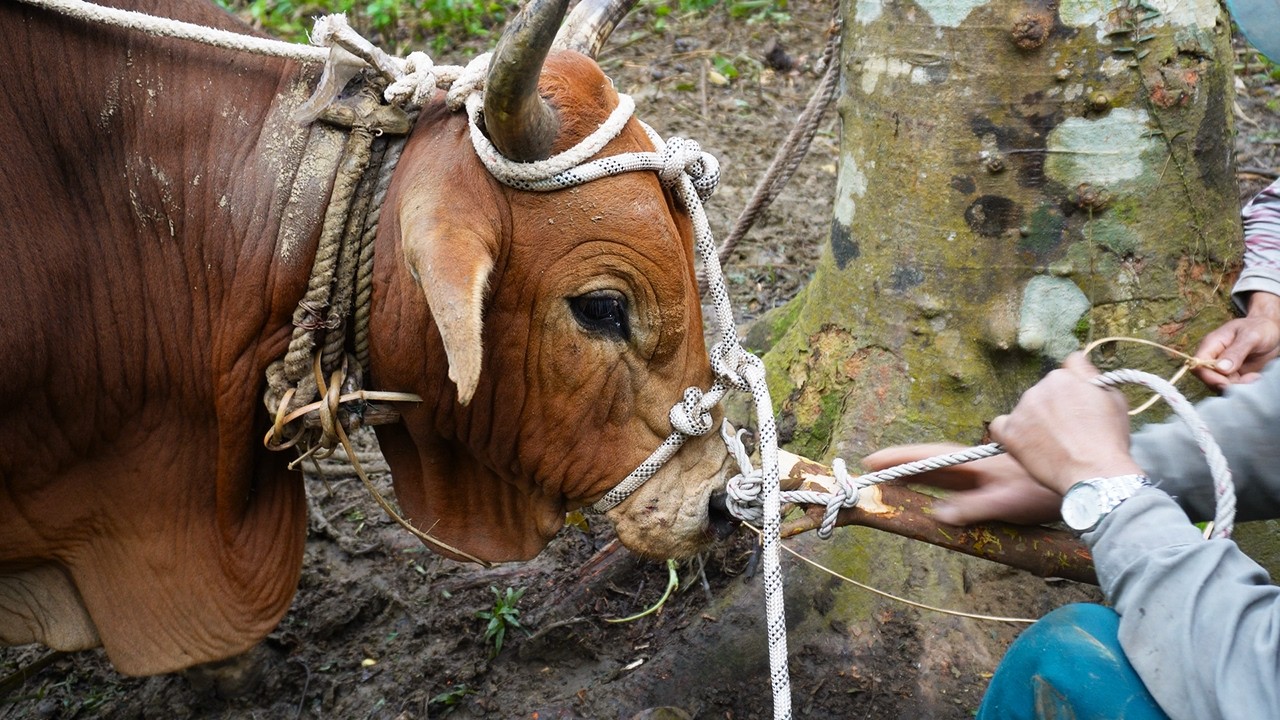 Cuộc sống vùng cao: Dắt bò rừng về cho 20 hộ ăn Tết