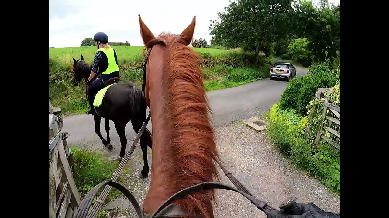 A Blackberry picking sort of a ride #cob #horse #equestrian #lakedistrict #livingmybestlife #