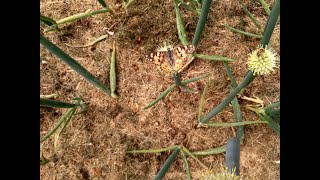 'La Mariposa' (The Butterfly) - Traditional Bolivian song 🦋 🇧🇴