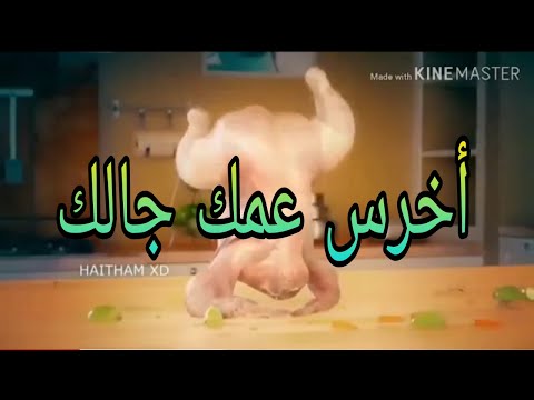 رقص فرخة على مهرجان اخرس عمك جالك