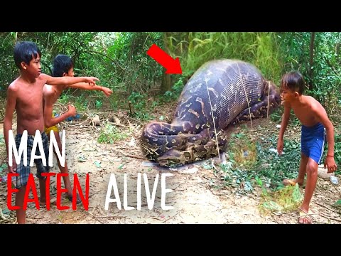 Python Attack | The Gruesome Death of Akbar Salubiro - YouTube