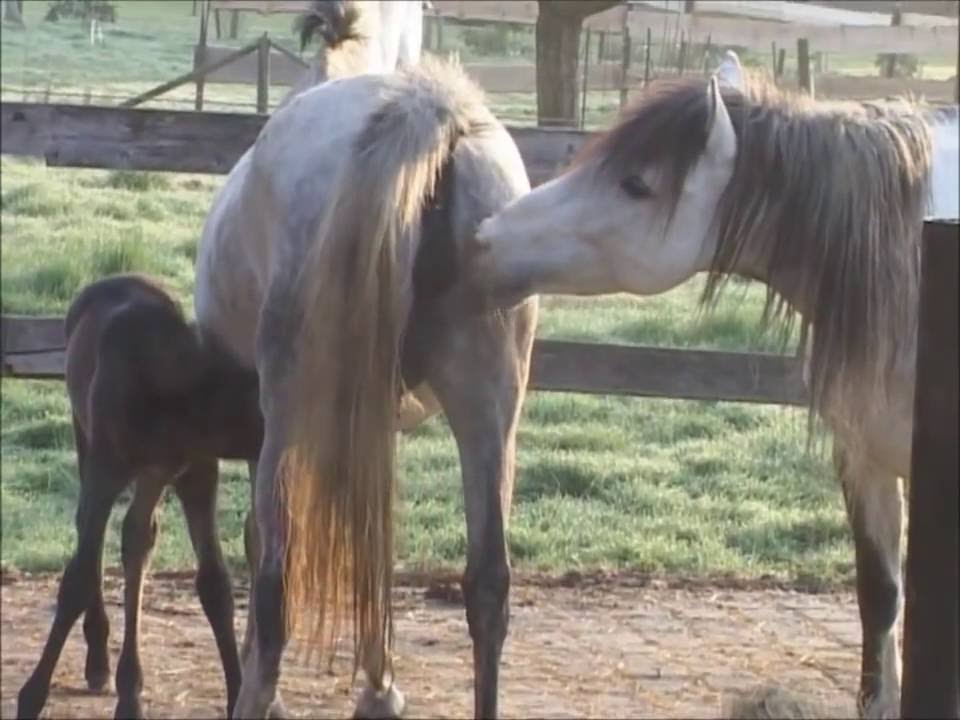 Лошадь играется. Смешные лошади видео. Лошади спариваются с людьми. Лошадь на роликах. Смешные лошади видео.