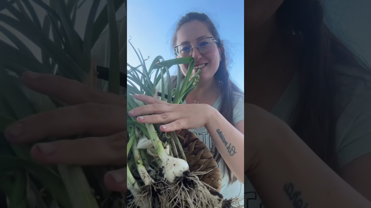 July’s harvest in my garden 🍃🍋🧅♥️ #garden #ilescafe #harvesting
